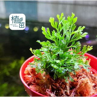 植茁🌿 嬰兒葉實蕨 迷你蕨類植物 生態瓶 生態缸 苔蘚生態