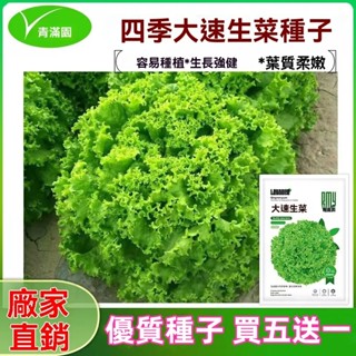 ✨原廠直銷【包裝種子】大速生菜種子四季播種生菜易種植可盆栽生吃產蔬菜種子大全耐熱 蔬菜瓜果種子大全