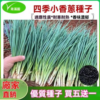 ✨原廠直銷【包裝種子】四季小香蔥種子盆栽小蔥分蔥蔬菜種子籽菜園陽臺易種蔬果種子 蔬菜瓜果種子大全