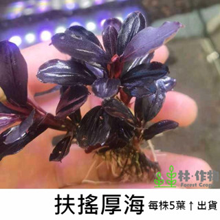 《林作物》稀有水草【扶搖厚海】辣椒榕 (小型辣椒榕) 神秘草 水中葉 前景 中景 陰性草 一般級 扶搖海