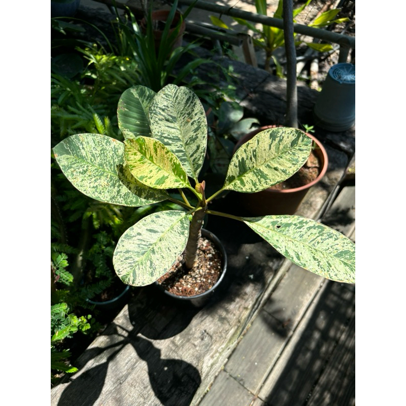 斑葉雞蛋花🪴天使園藝🪴實株照🌱植株健康💪