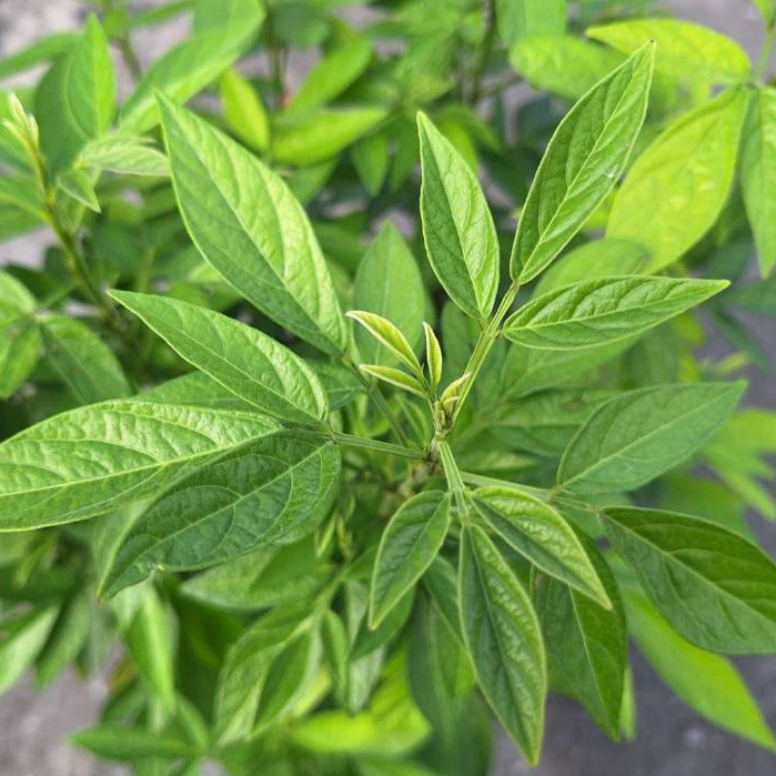 茉草(銳葉小槐花)／7吋盆