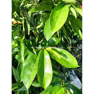 新鮮刺果番荔枝葉/Lá mãng cầu gai /不使用農藥
