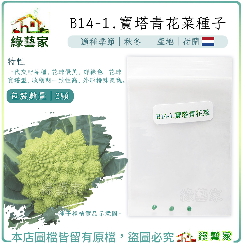 B14-1.寶塔青花菜種子3顆 (有藥劑處理)F1，花球優美，鮮綠色，花球寶塔型， 收穫期一致性高【綠藝家】