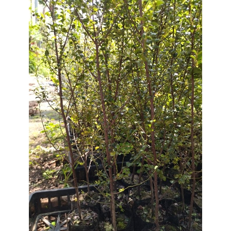 小葉紫檀楓港柿苗高約70-130公分種在移植袋超取8棵可合併黑貓宅配25棵