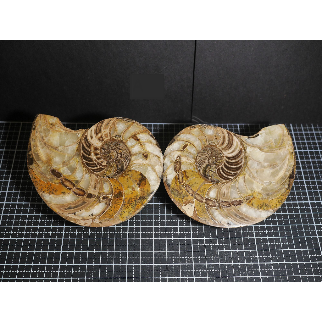 【實物實拍】【現貨】【露蝦】鸚鵡螺切片化石 (115mm)(胖型) 自然科學 古生物 活化石 收藏 恐龍 菊石 三葉蟲