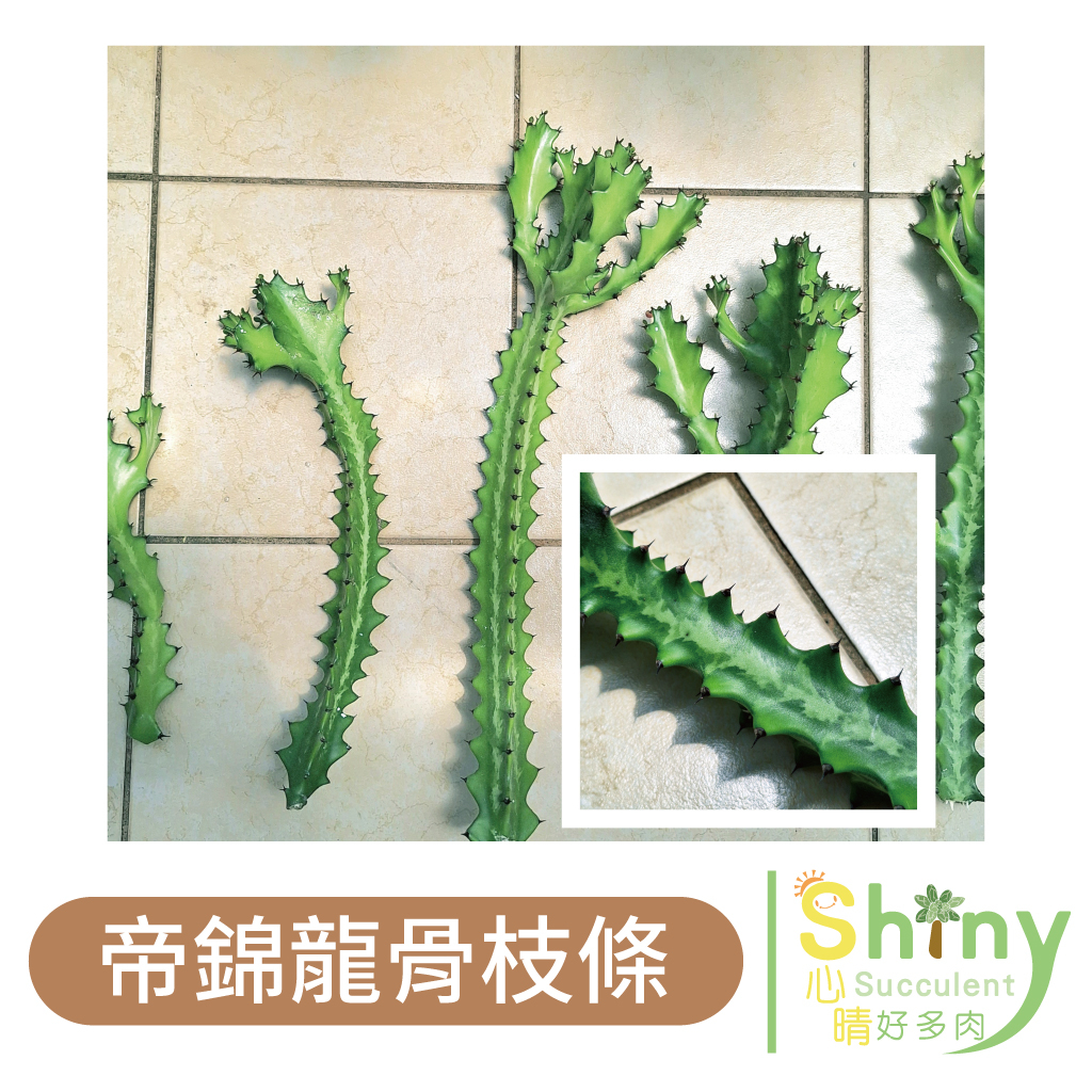 。Shiny Succulent - 心晴好多肉。【現貨】龍骨｜帝錦｜春峰｜風水植物｜大戟科｜龍骨枝條｜仙人掌