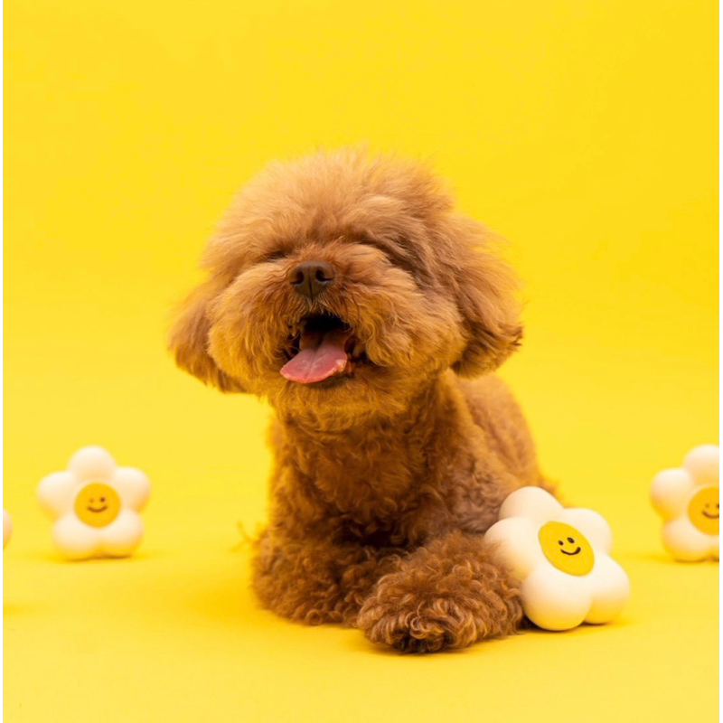 🇰🇷Bacon草莓花朵乳膠玩具 寵物乳膠玩具 韓國代購寵物玩具 狗玩具 小狗玩具 大狗玩具 無毒寵物玩具 天然乳膠玩具