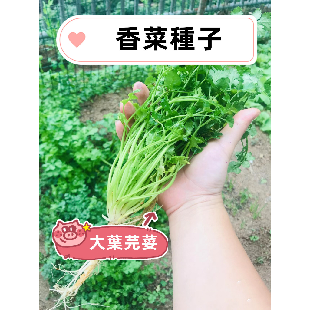 香菜種子Coriandrum sativum 香荽、胡荽家庭庭院蔬菜 兩個月可收成 大葉香菜 小葉香菜 芫荽種子四季種植
