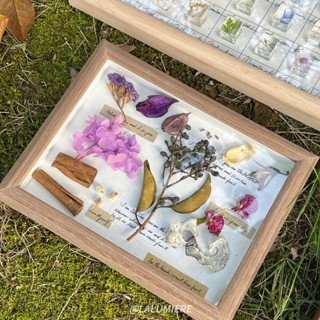 【光工作室】葡萄樹的秘密·植物標本框 乾燥花標本畫框 果實 手作植物掛畫 小眾居家裝飾