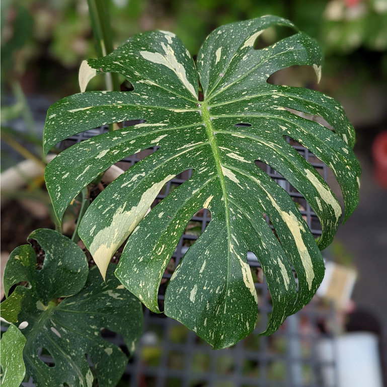 開心農元-觀葉植物- 泰國斑葉龜背芋 泰斑龜 Monstera deliciosa Thai Constellation