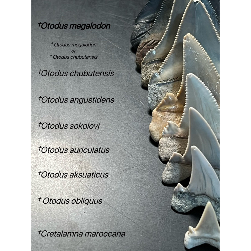 鯊魚族譜-巨齒鯊、大白鯊 鯊魚牙齒化石