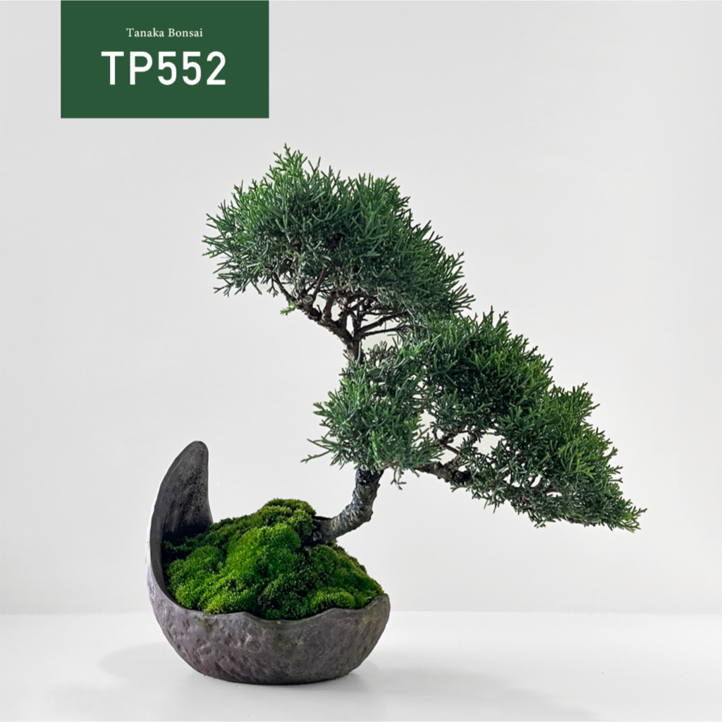 【Tanaka Bonsai】TP552 紀州真柏/鐵柏盆景｜松柏盆栽