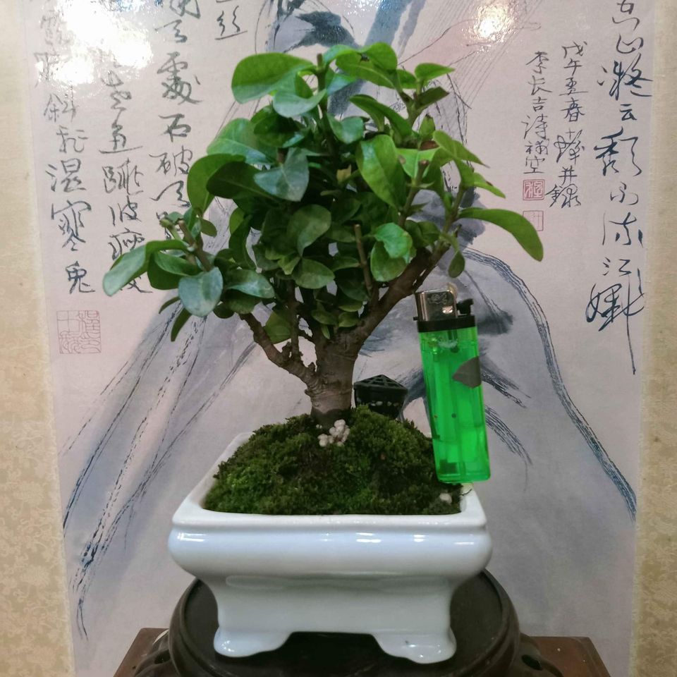 76G-矮霸國泰樹型「粉紅仙丹」極品盆栽
