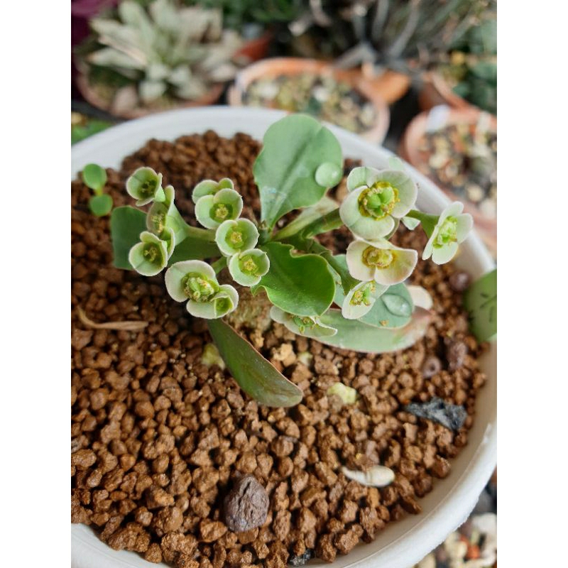 Euphorbia subapoda  什巴大戟（小葉櫻花大戟）
