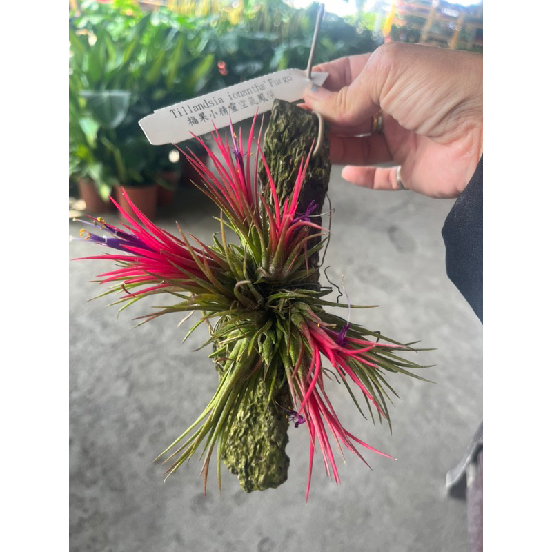霏霏園藝 福果小精靈空氣鳳梨卦版裡面有7-10個不一定
