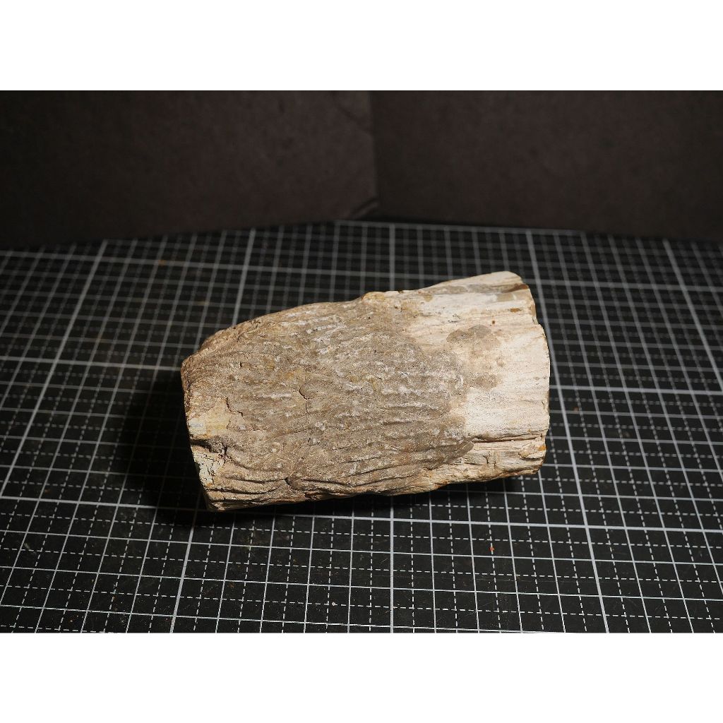 【實物實拍】【現貨】【露蝦】樹枝化石(高91mm 柱徑55mm) 自然科學 古生物 活化石 收藏 三葉蟲 化石