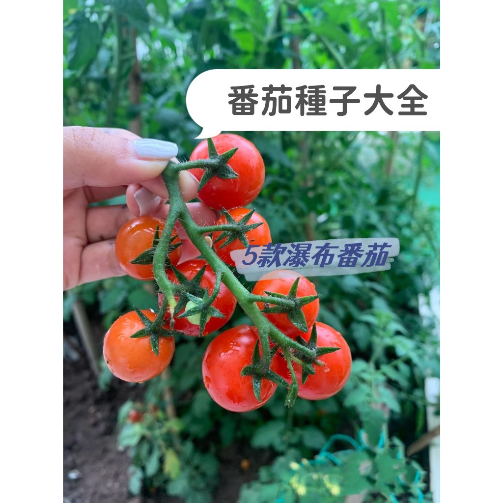 蔬菜種子 5款番茄種子大全黃色聖女果種子 紅聖女果 櫻桃小番茄 西紅柿種籽黃金籽子