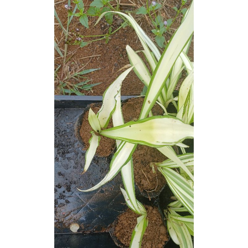 妞妞花園 多肉植物 黃紋萬年麻 3吋