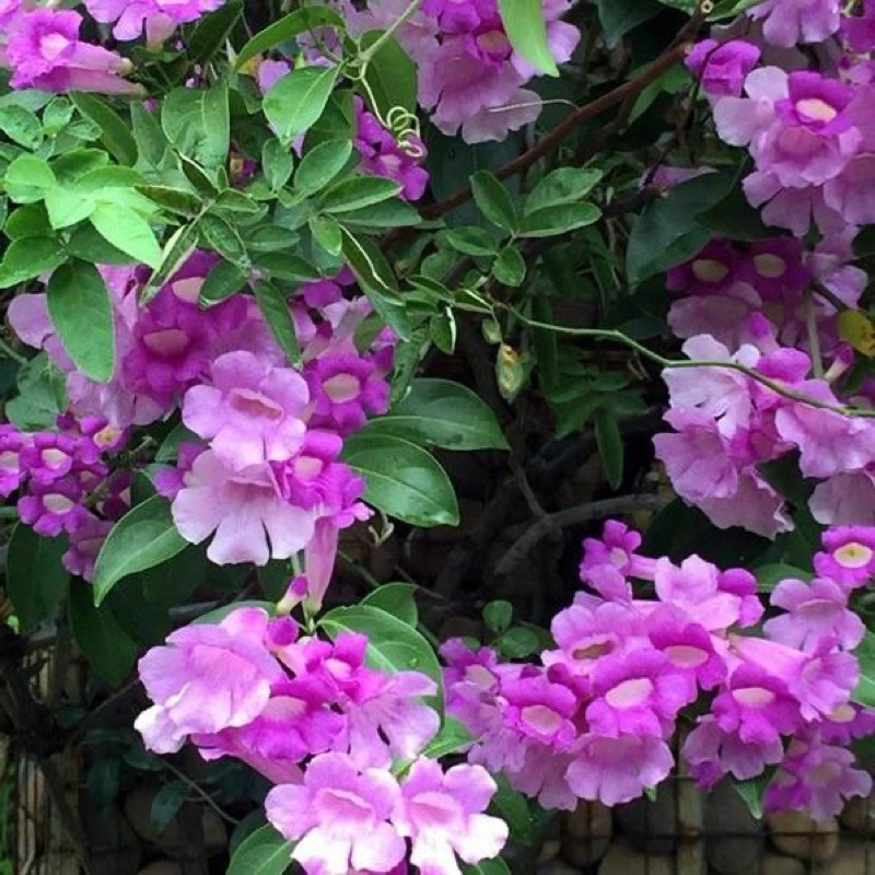 蒜香藤  5吋盆   紫色花 優質蔓藤圍籬涼亭棚架美化籬笆、圍牆、涼亭或棚架作為裝飾美化之用