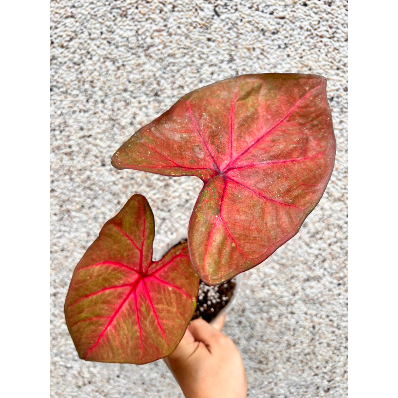 《天棠地芋》泰彩 彩葉芋 Caladium 55 泰國彩葉芋 一物一拍