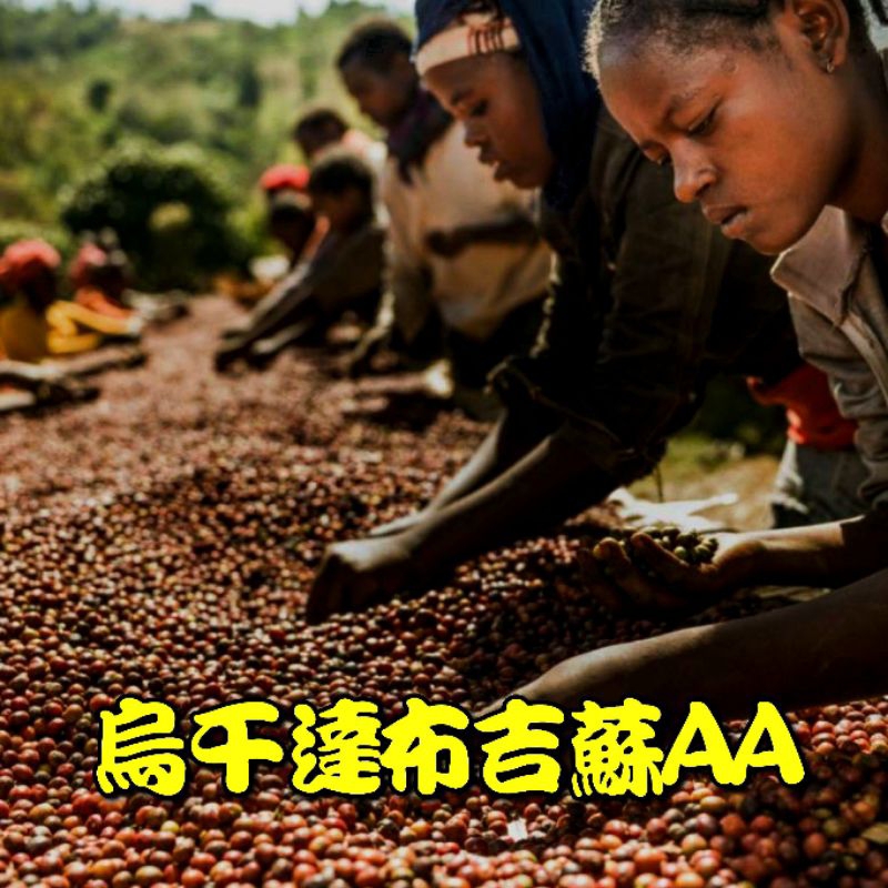 烏干達/布吉蘇AA【半磅，1磅裝咖啡豆】【中深焙】