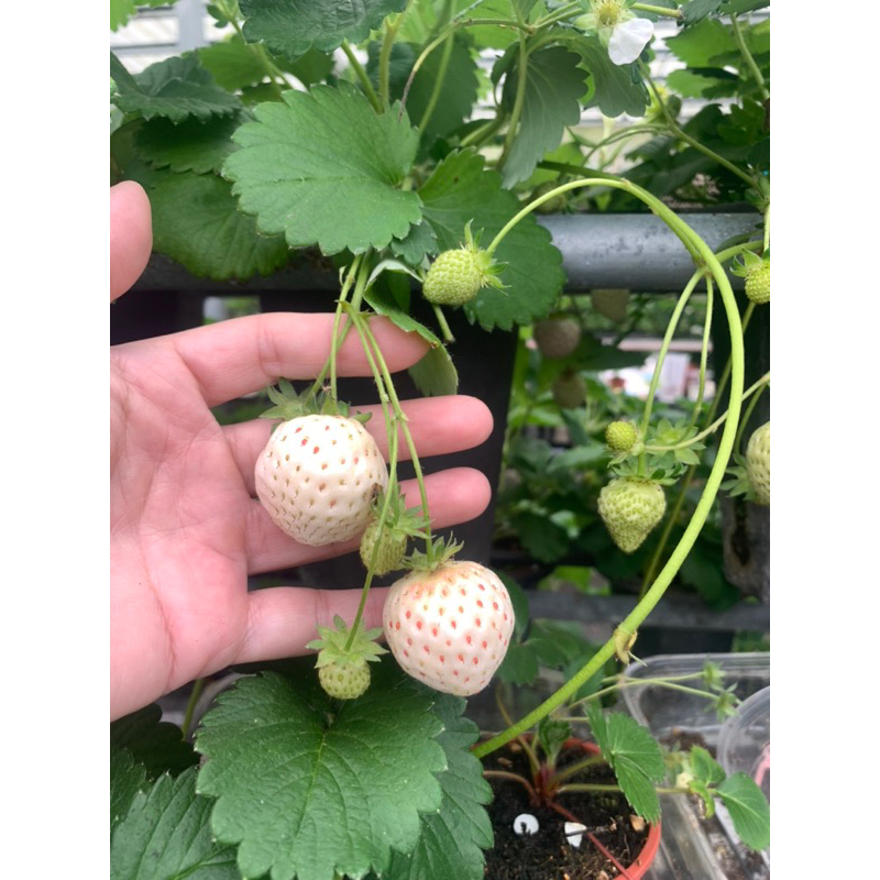 自育天使-白草莓-3寸盆小苗
