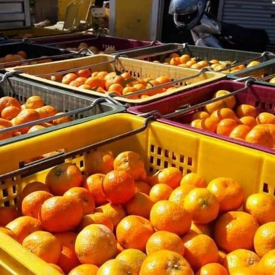 砂糖橘-新鮮直送 團購 冬季限量 自產自銷 橘子