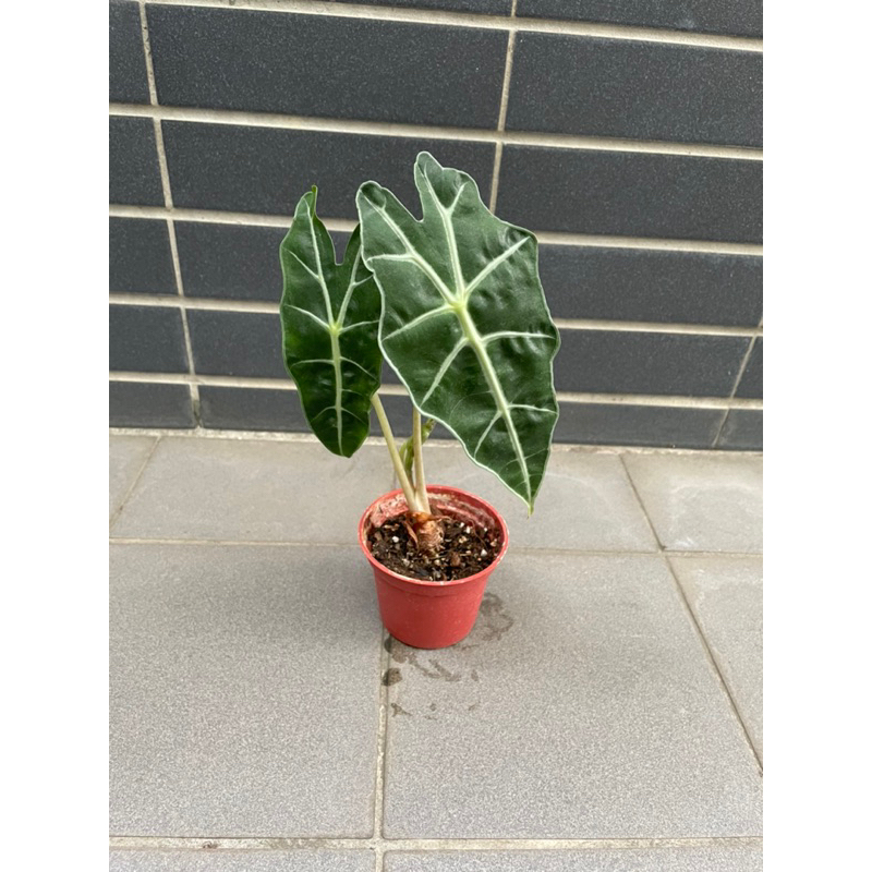 黑葉觀音蓮 Alocasia amazonica 觀葉植物 天南星科 雨林