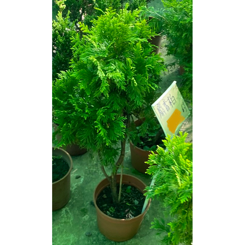 麝香柏6 吋盆2023/10月實物拍攝室內植物 觀葉植物 綠化植物