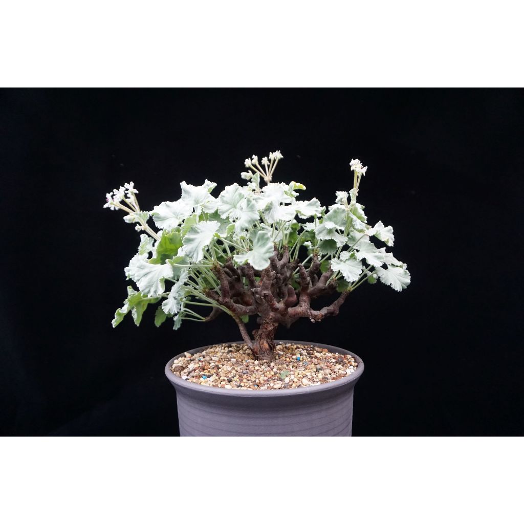 【塊根英雄】奇異洋葵種子/Pelargonium mirabile/洋葵中開花最香的品種