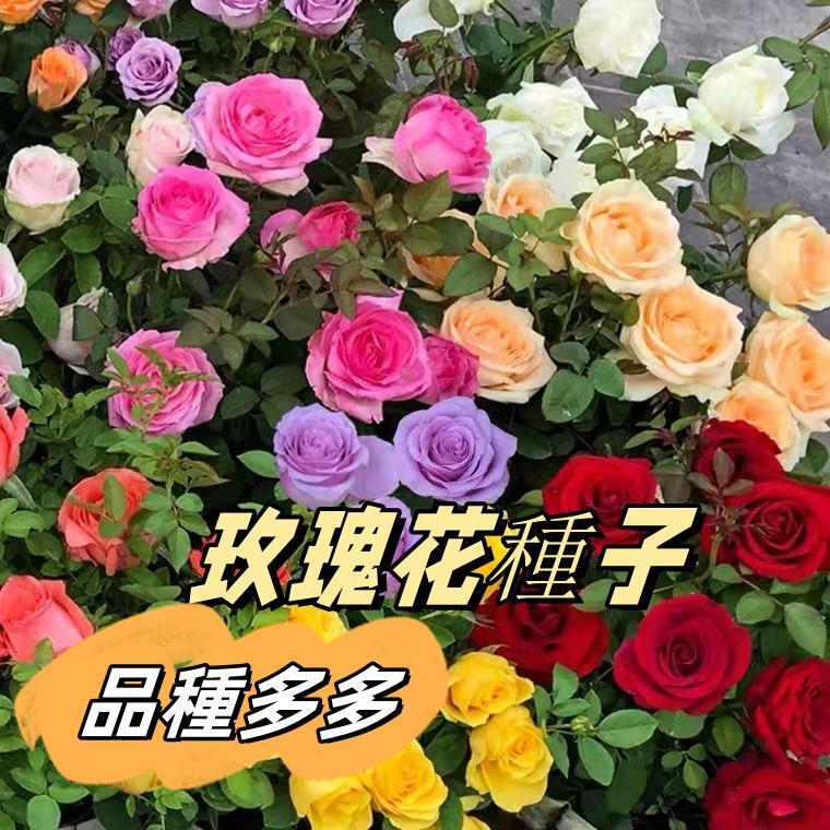 玫瑰花種子四季開花易活花種籽子室內盆栽室外庭院綠植物鮮花種子