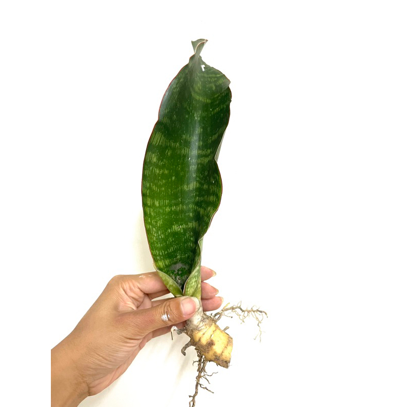 虎尾蘭-象耳（現切側芽、裸根出售）（4）