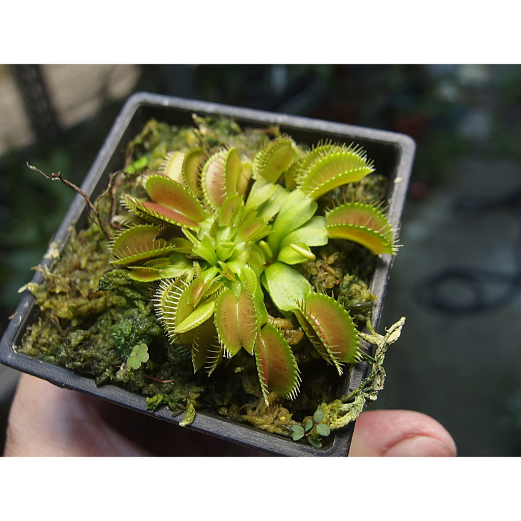 捕蠅草 Dionaea muscipula  食蟲植物 生態缸 (毛氈苔 瓶子草  捕蟲蓳) 3吋盆 大顆