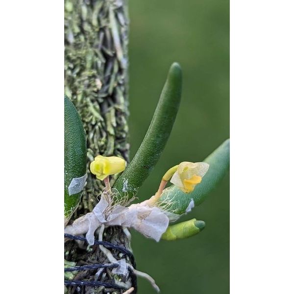 🌸八色鳥蘭園🌸蘭花品種:迷你小黃瓜石斛