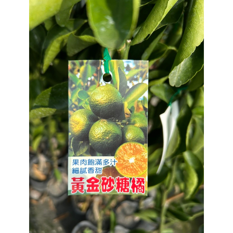 🌱「果語樹學-果樹專賣」砂糖橘嫁接苗