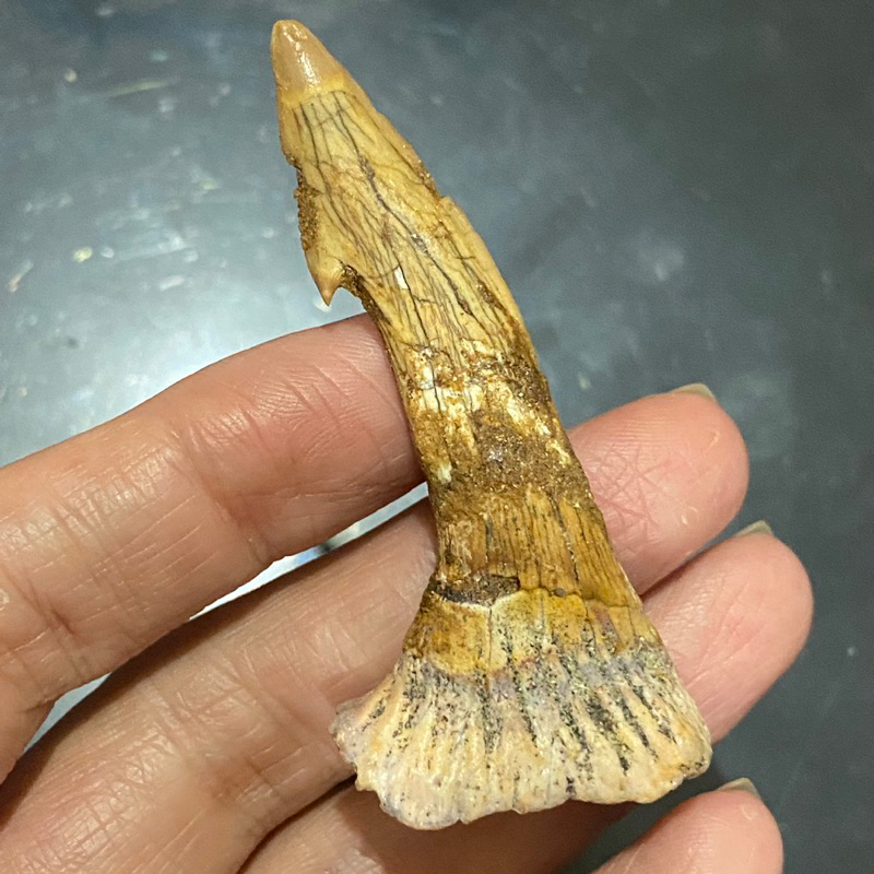 棘龍的食物-帆鉅鰩細牙化石#73 恐龍化石 鯊魚牙齒 侏羅紀世界 教材 古生物 牙齒化石