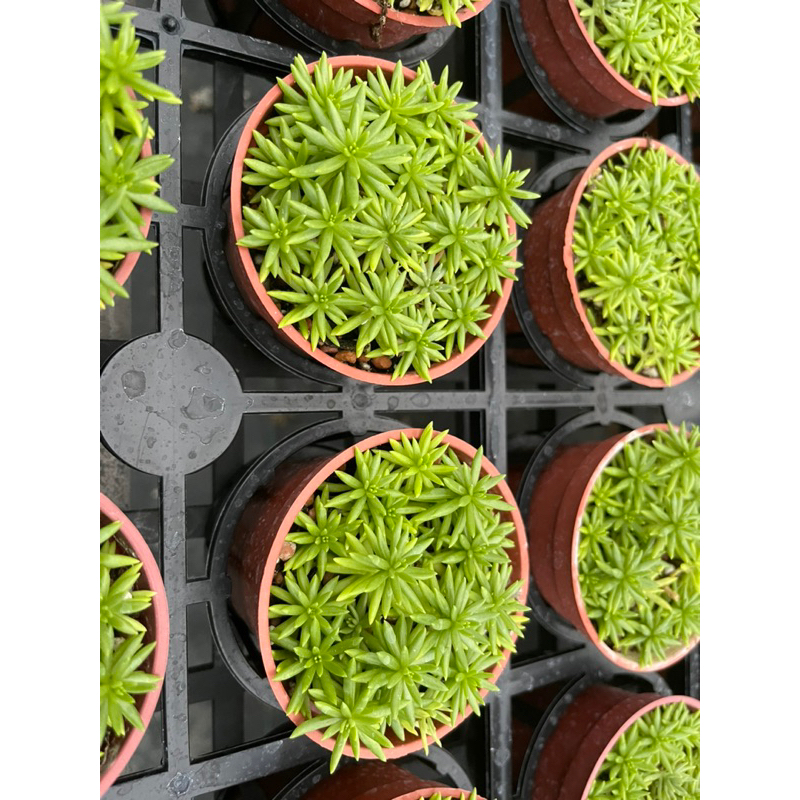 【星辰多肉】大葉黃金萬年草 三吋 穩根連盆寄送。多肉植物，療癒，觀葉，多肉。（寄送會掉葉，可接受再下單）