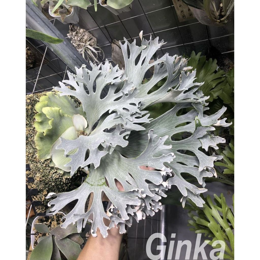 Ginka鹿角蕨的價格推薦- 2025年11月| 比價比個夠BigGo