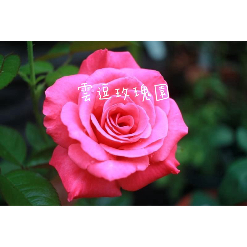 玫瑰花🌹巨大花.koimusubi戀結玫瑰🌹使用玫瑰專用土.月季玫瑰花