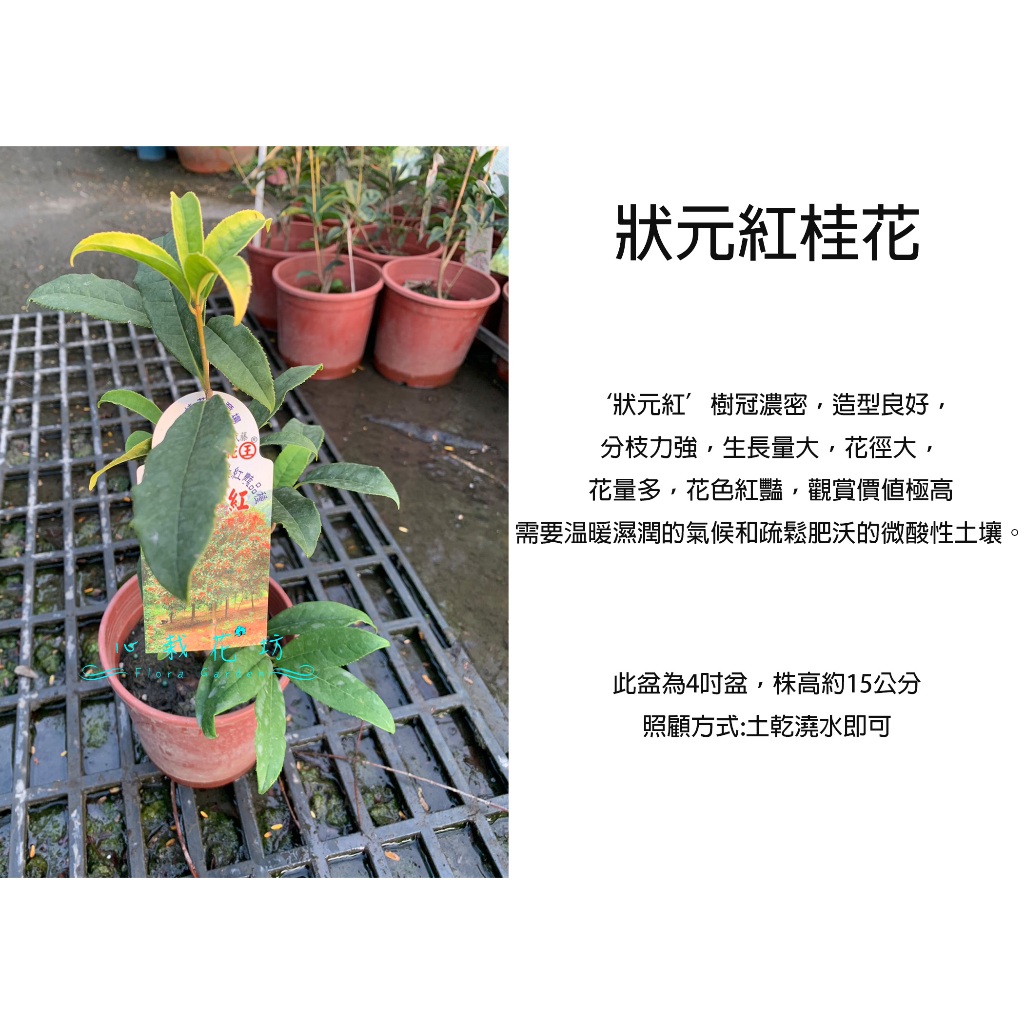 心栽花坊-狀元紅桂/狀元紅桂花/桂花/桂花品種/開花植物/5吋盆/綠化植物/綠籬植物/售價180特價150