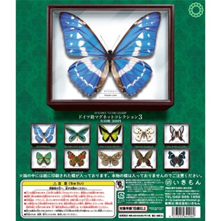𓅓MOCHO𓅓 IKIMON 扭蛋 STC-蝴蝶標本箱磁鐵P3 全10種