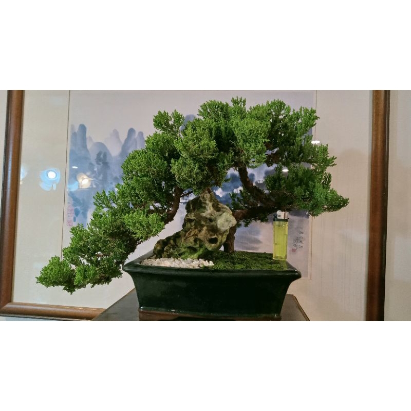 275G-絕美風飄型紫砂釉盆附石「珍珠柏」精品盆栽