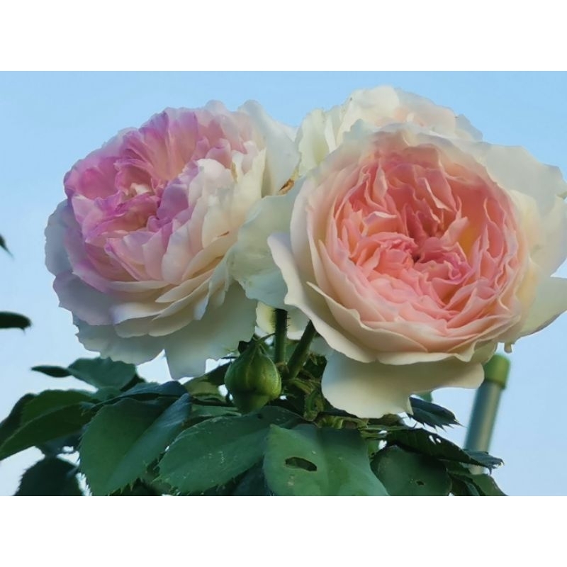 4吋盆河本藍月石玫瑰花苗又香又美