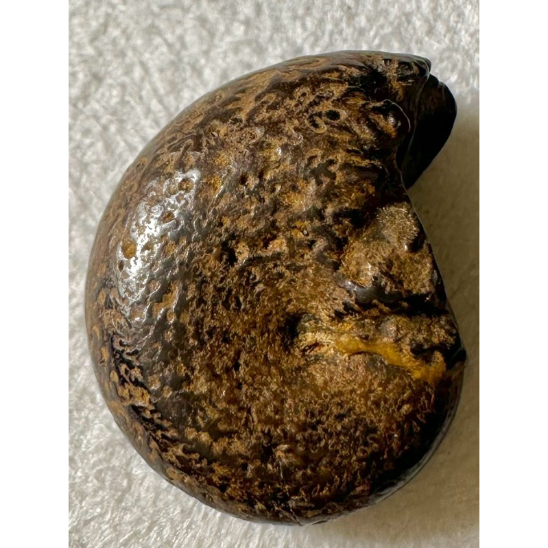 [菊石化石]褐鐵礦化菊石-L021-摩洛哥化石