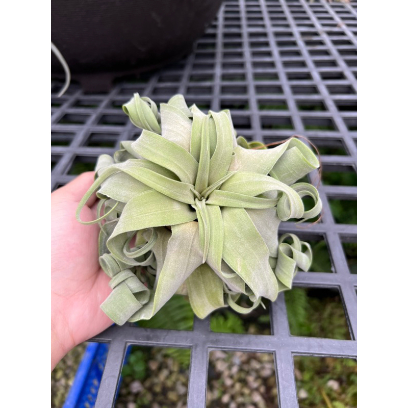 空氣鳳梨-電捲 Tillandsia Streptophylla ㄧ物一拍專區