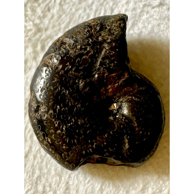 [菊石化石]褐鐵礦化菊石-L028-摩洛哥化石