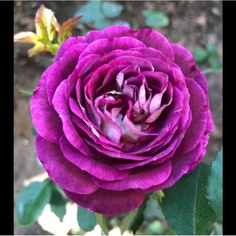4吋盆哈德斯菲爾德合唱團玫瑰花苗強香花量大深紫色系