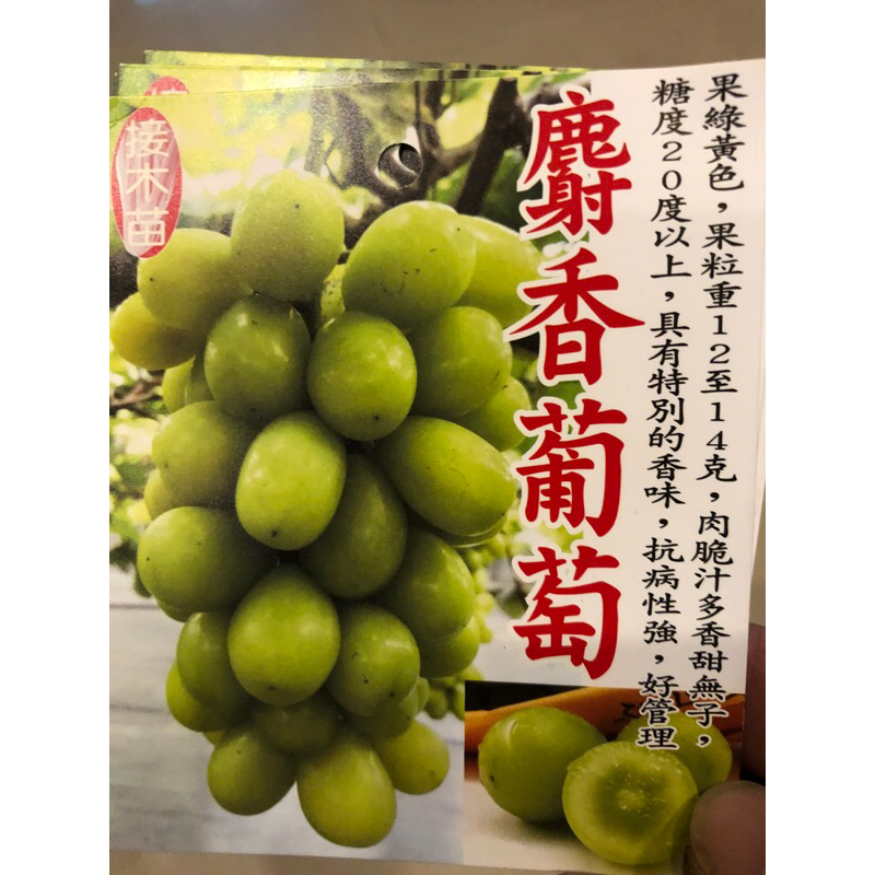 麝香  葡萄/5吋～🍇苗植袋⋯