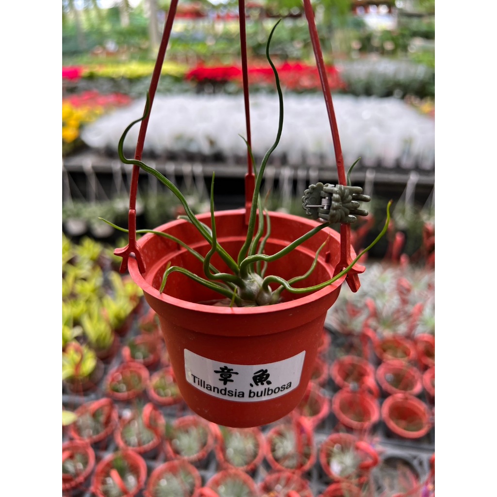 🍁香亭苑🍁 章魚 空氣鳳梨 療癒植物 小品植物 💲單價140元